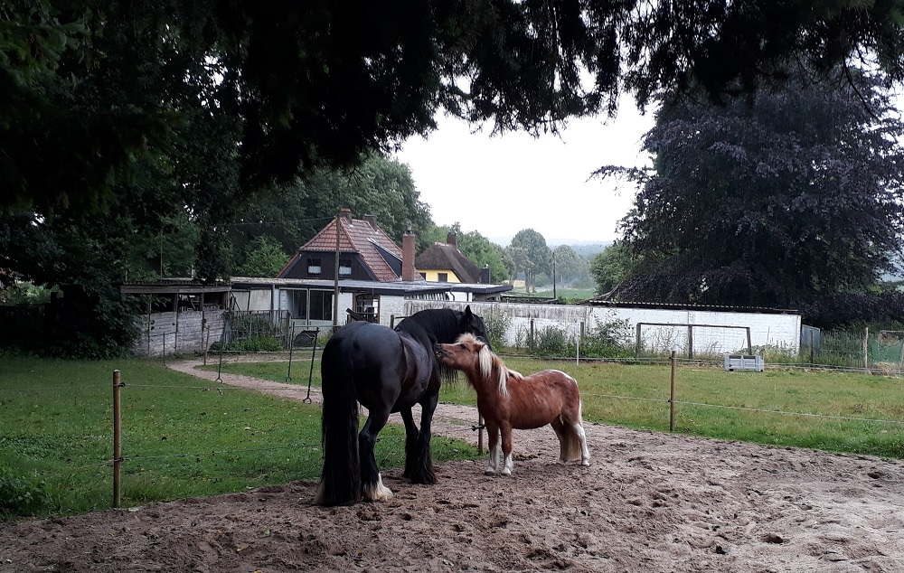 Deze afbeelding heeft een leeg alt-attribuut; de bestandsnaam is Noah-en-Hanna.jpg